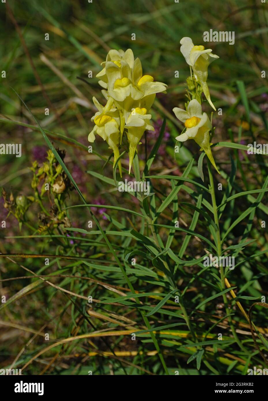 Common toadflax, butterandeggs, snapdragon, yellow toadflax Stock