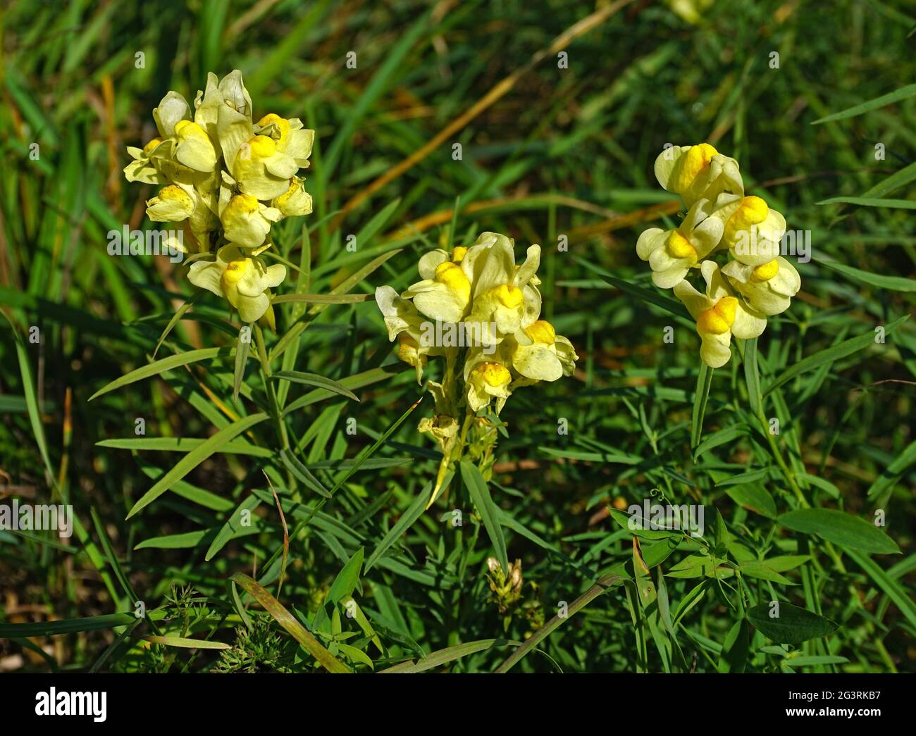 Common toadflax, butterandeggs, snapdragon, yellow toadflax Stock
