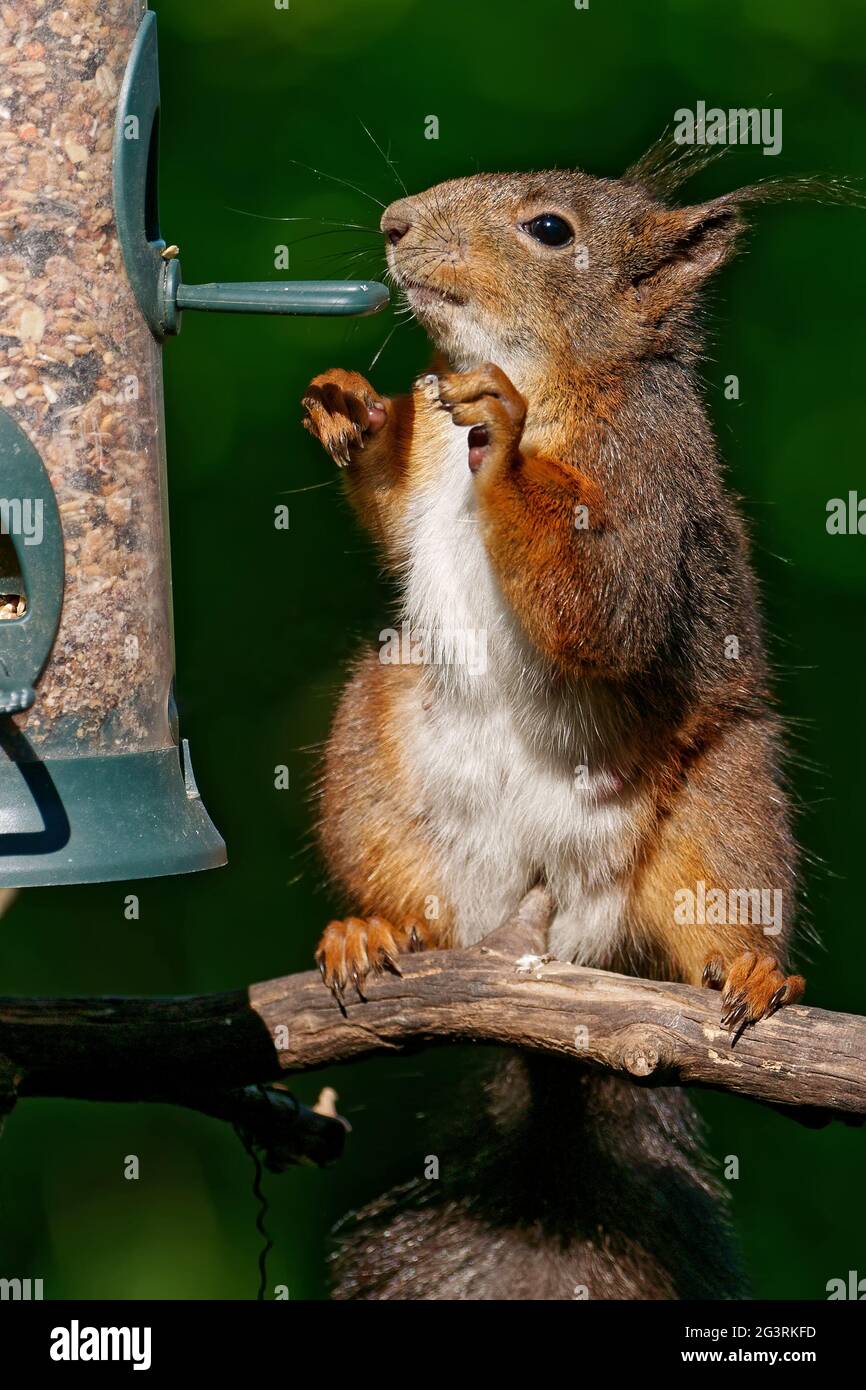 Squirrel eats birdseed Stock Photo