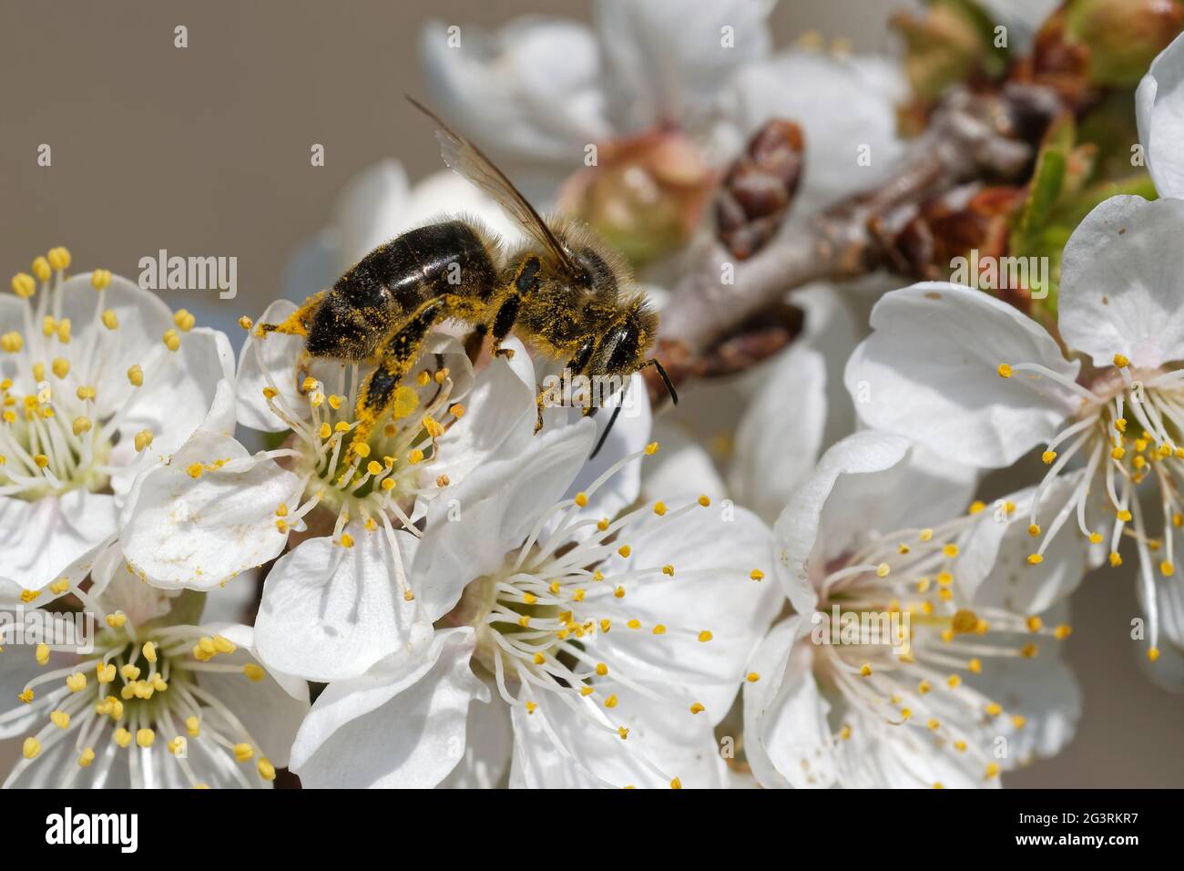 Bee pollinates sour cherries Stock Photo