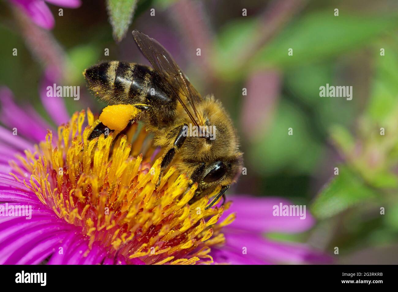 Bee collecting nectar on flower Stock Photo