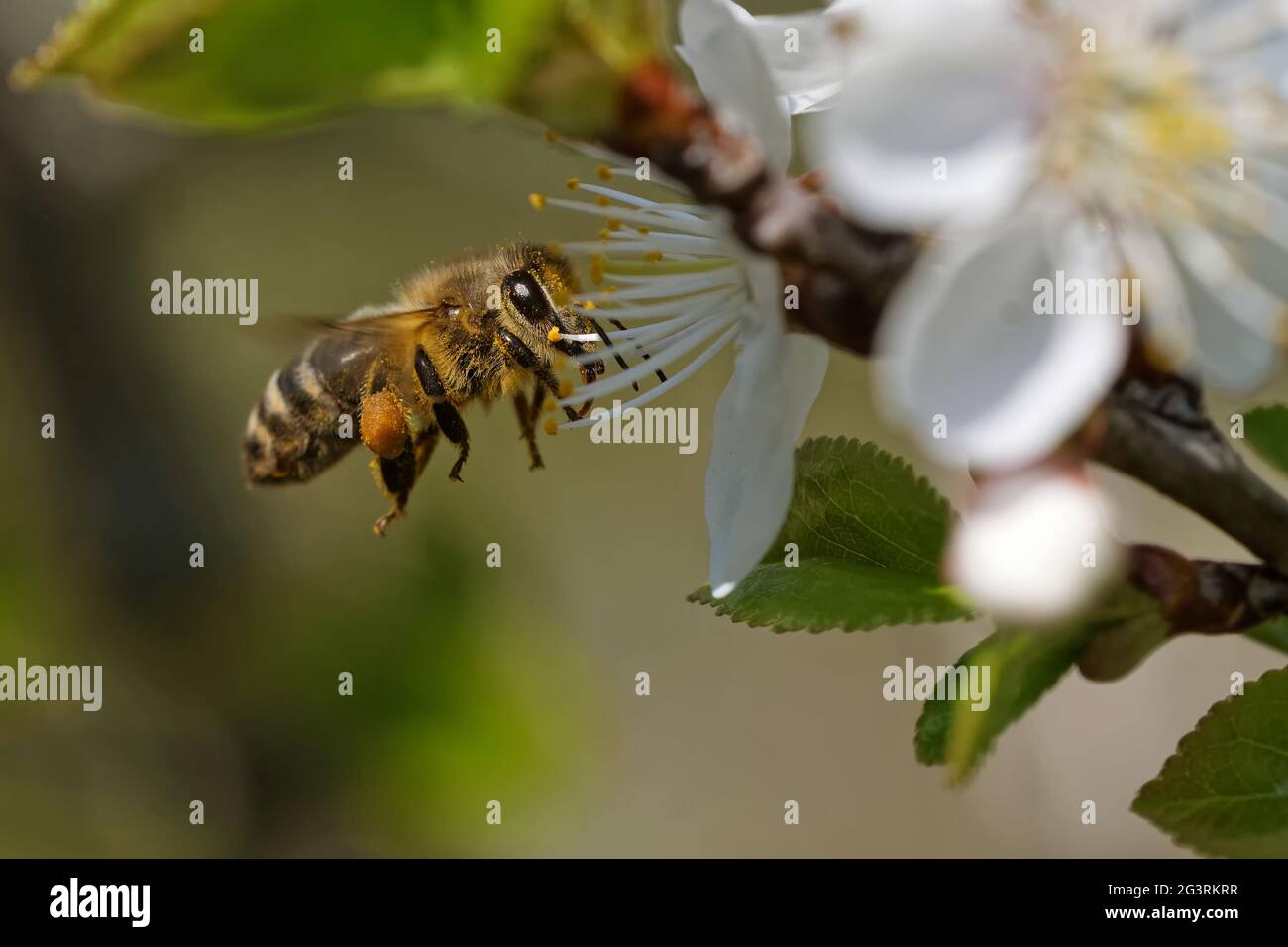 Bee pollinates flowers Stock Photo