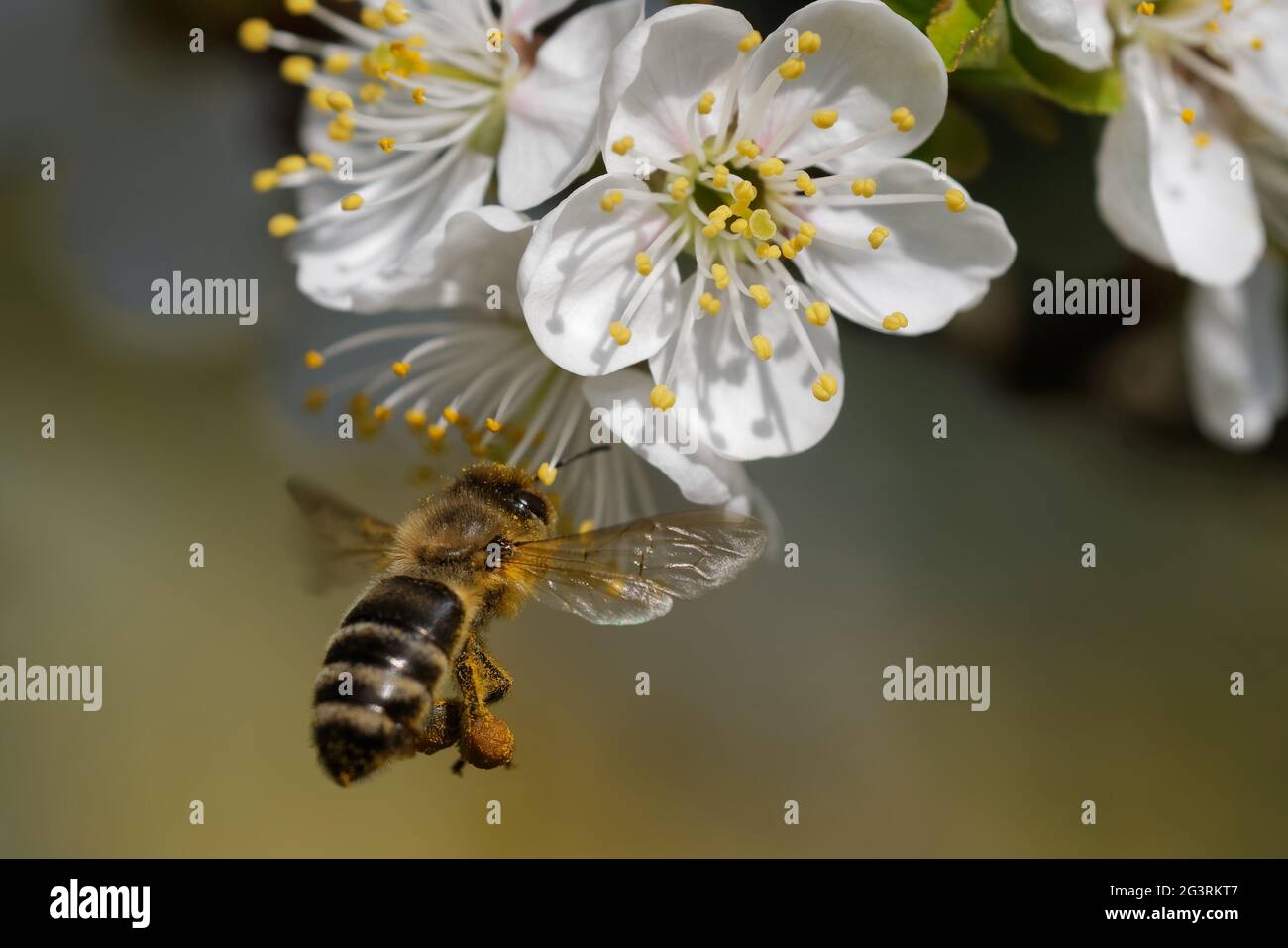 Bee pollinates fruit tree Stock Photo
