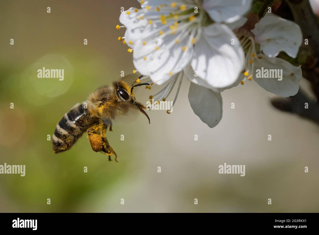 Honey bee in the garden Stock Photo