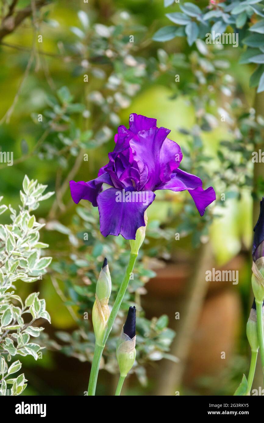 beautiful purple flowers on a tall bearded iris Stock Photo
