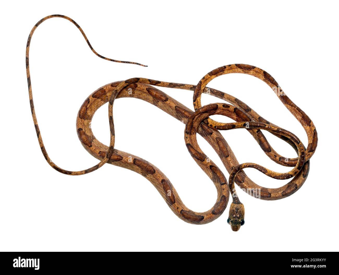 Amazon Basin Tree Snake (Imantodes lentiferus), Orellana province, the