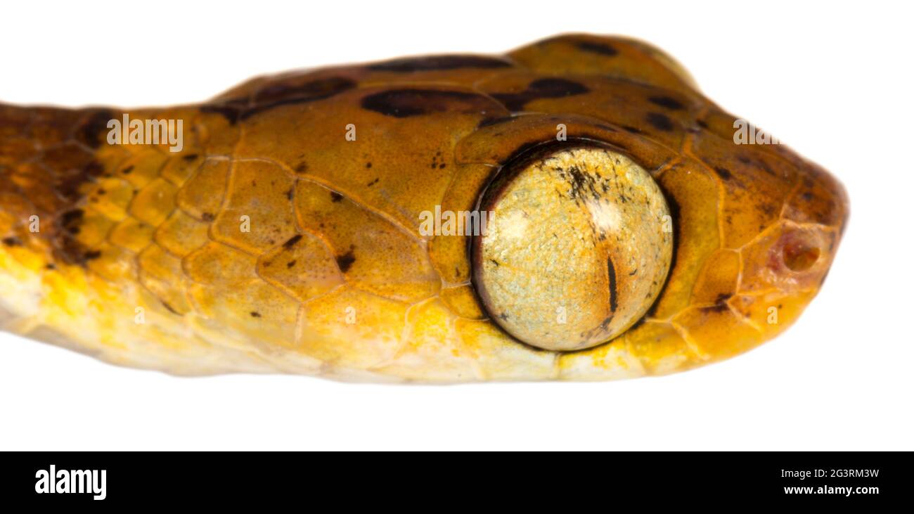 Amazon Basin Tree Snake (Imantodes lentiferus), Orellana province, the Ecuadorian Amazon. Close up of head Stock Photo