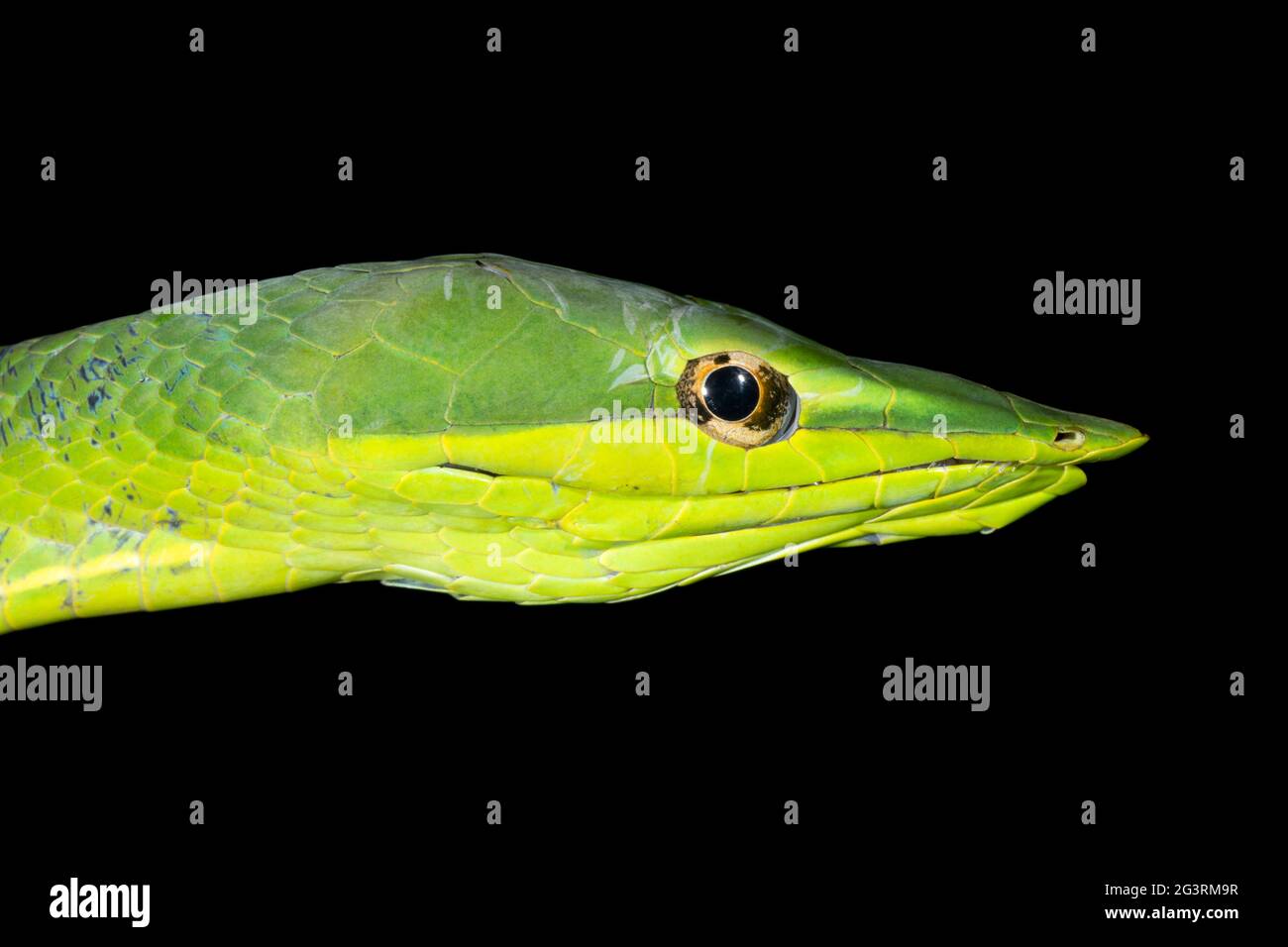 Green Vinesnake (Oxybelis fulgidus) Orellana province, the Ecuadorian Amazon, close up of head Stock Photo