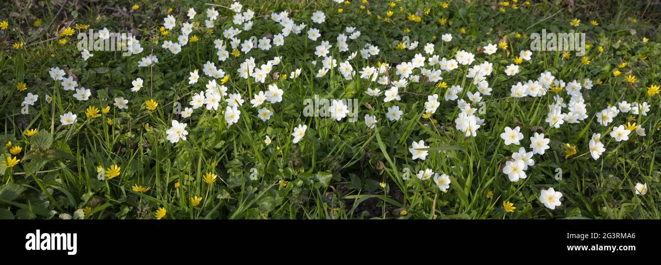 Blossom wood anemone at spring time Stock Photo