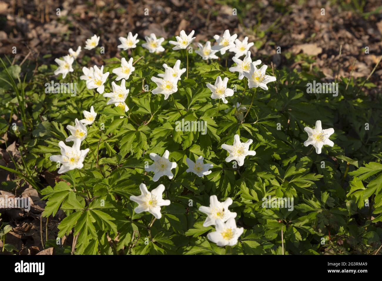 Blossom wood anemone at spring time Stock Photo