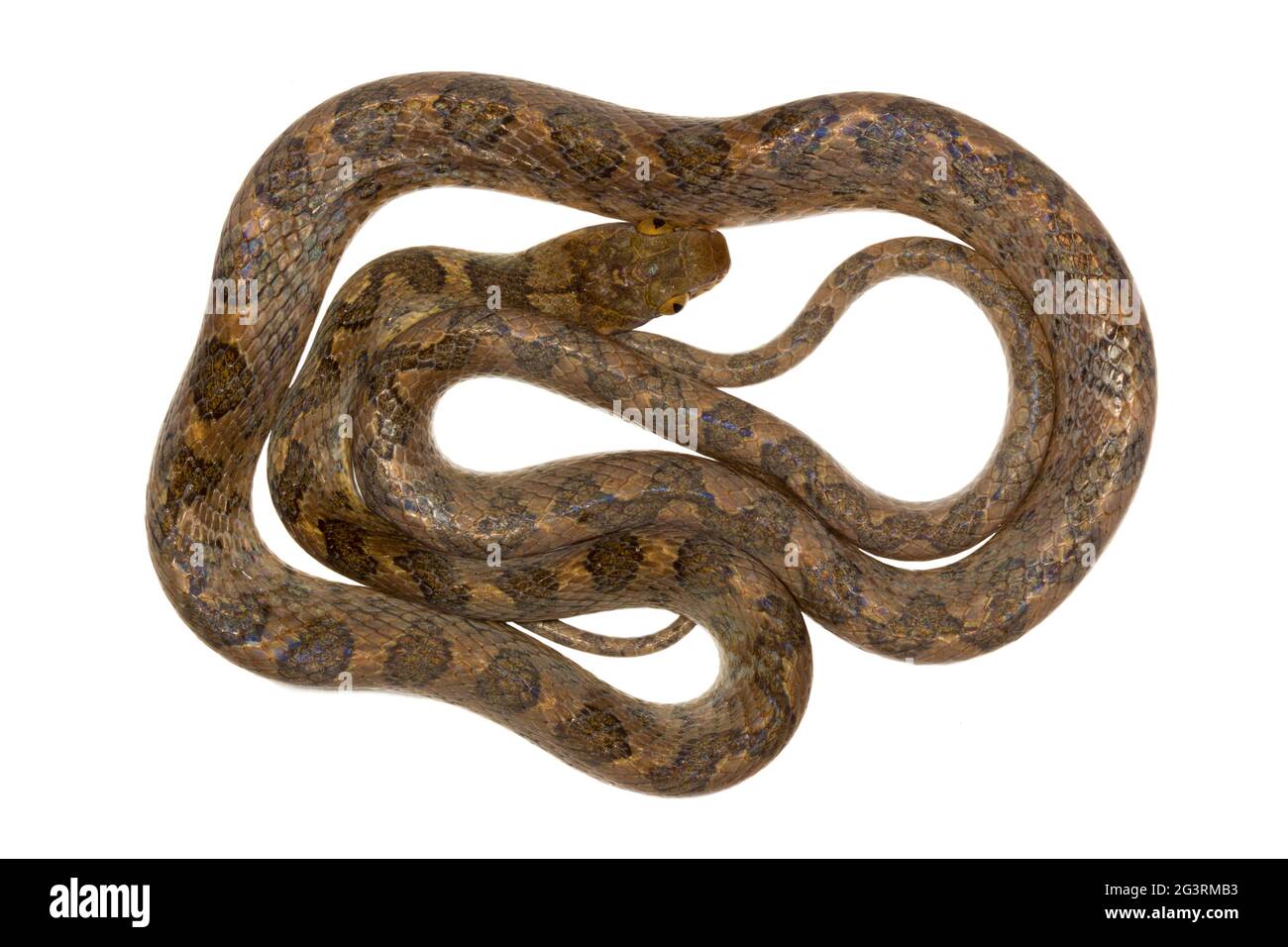 Cat-eyed Snake (Leptodeira septentrionalis) from the Choco Biological Region in north-west Ecuador. Stock Photo
