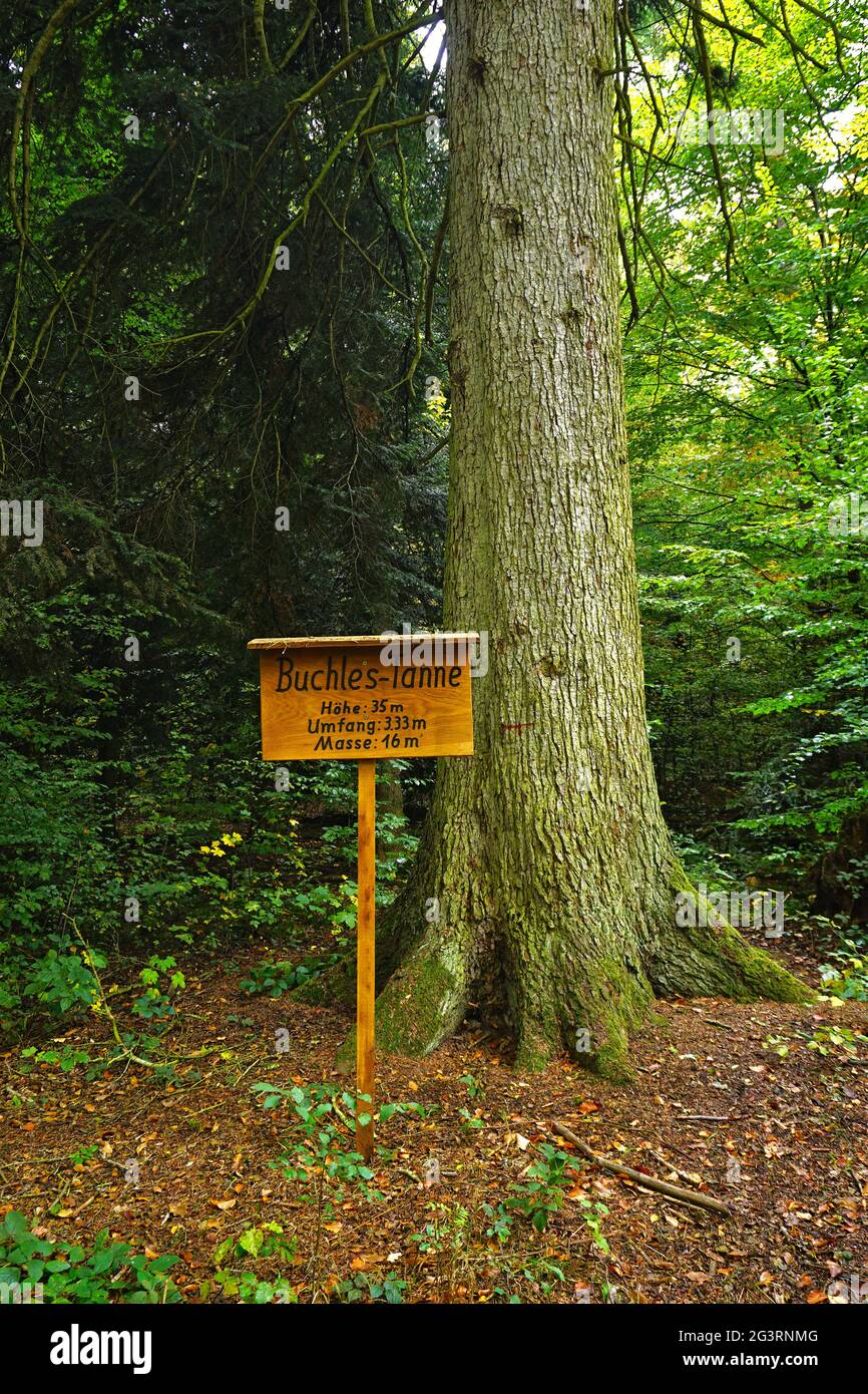 Natural landmark, white fir Stock Photo