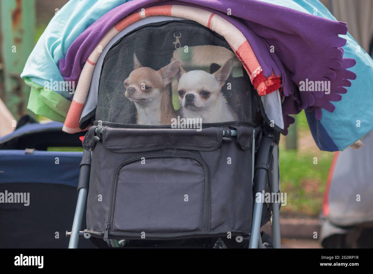 two chihuahua dogs in a stroller with a net under fleece blankets