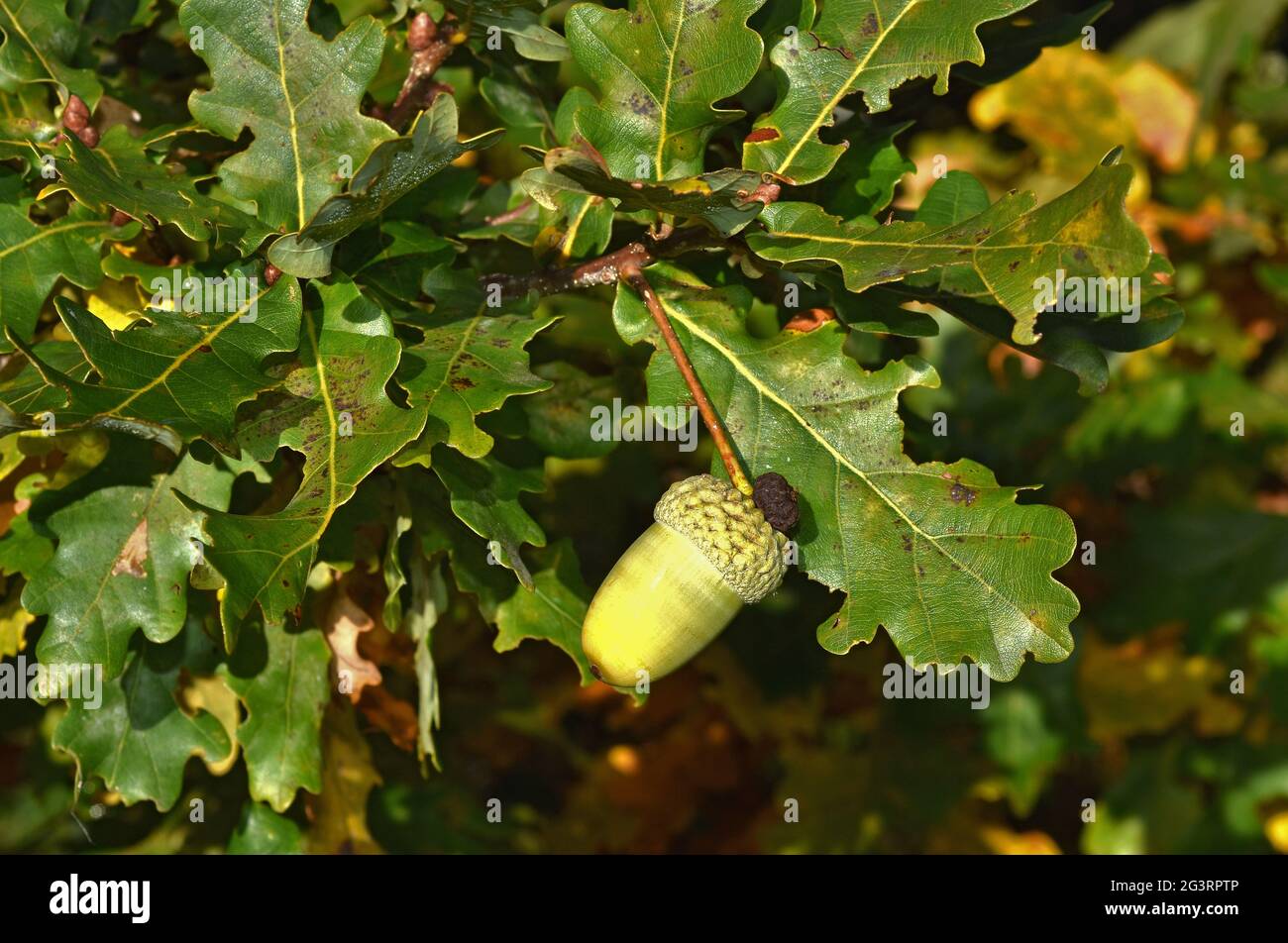 English oak leaf with acorn hi-res stock photography and images - Alamy