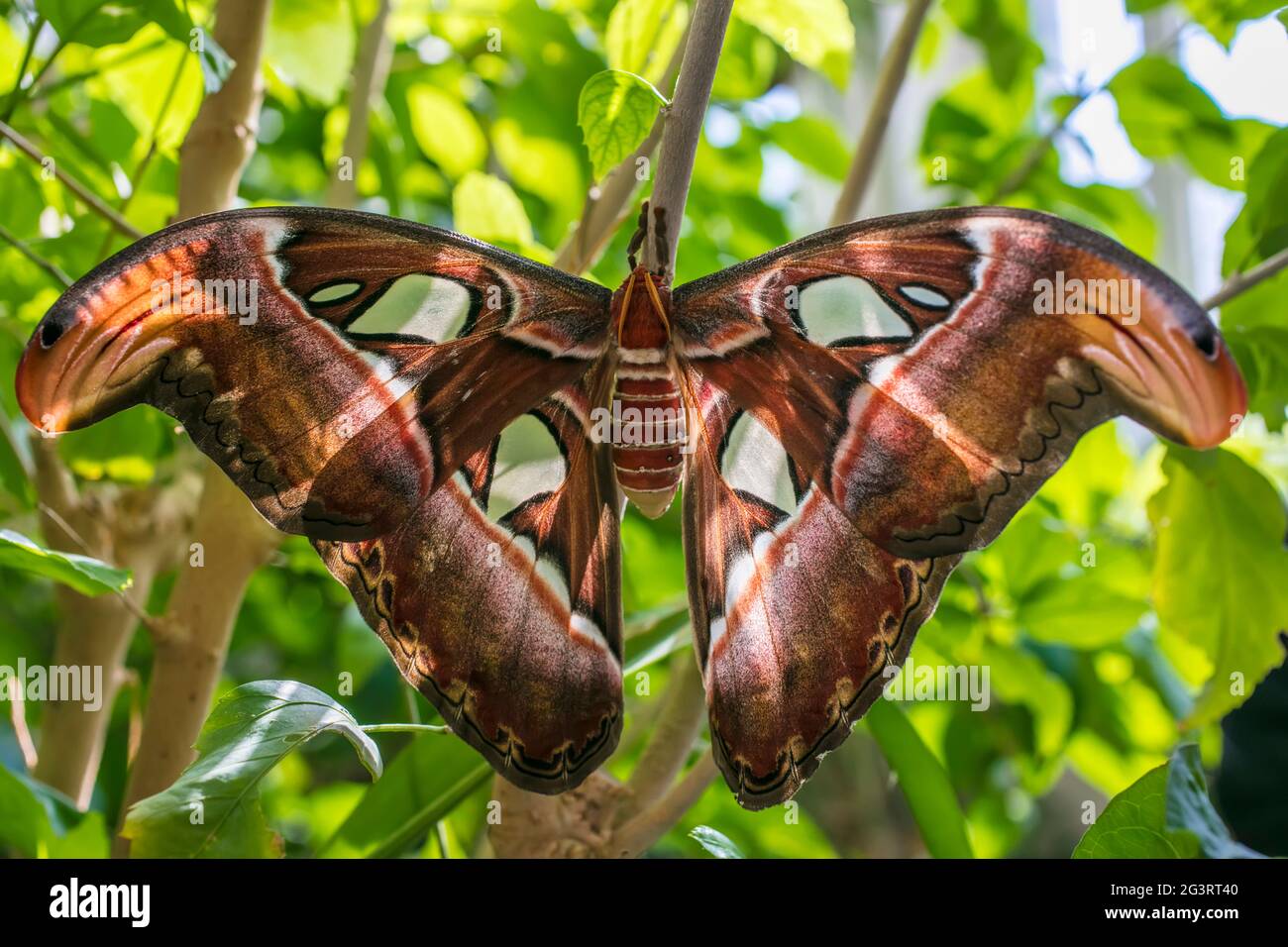 Snake head camouflage on Atlas moth (Attacus atlas Stock Photo Alamy
