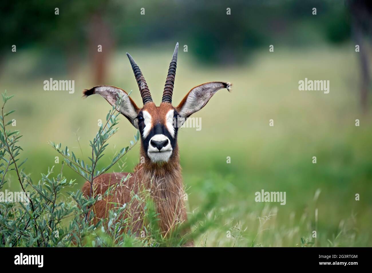 A Sable antelope in the African bush Stock Photo