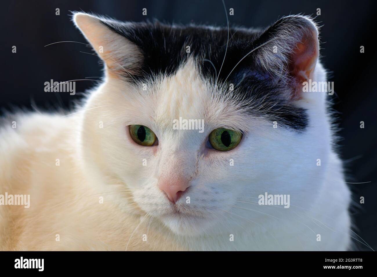 Cat resting on the couch Stock Photo