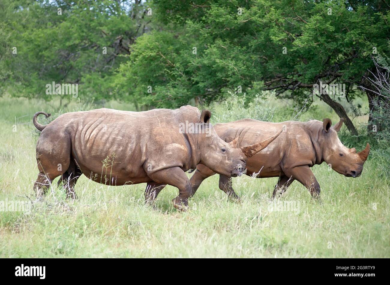 Two rhinos walking in the African bush Stock Photo