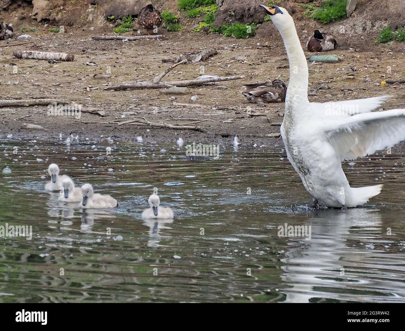 Protective Swan with cygnets Stock Photo