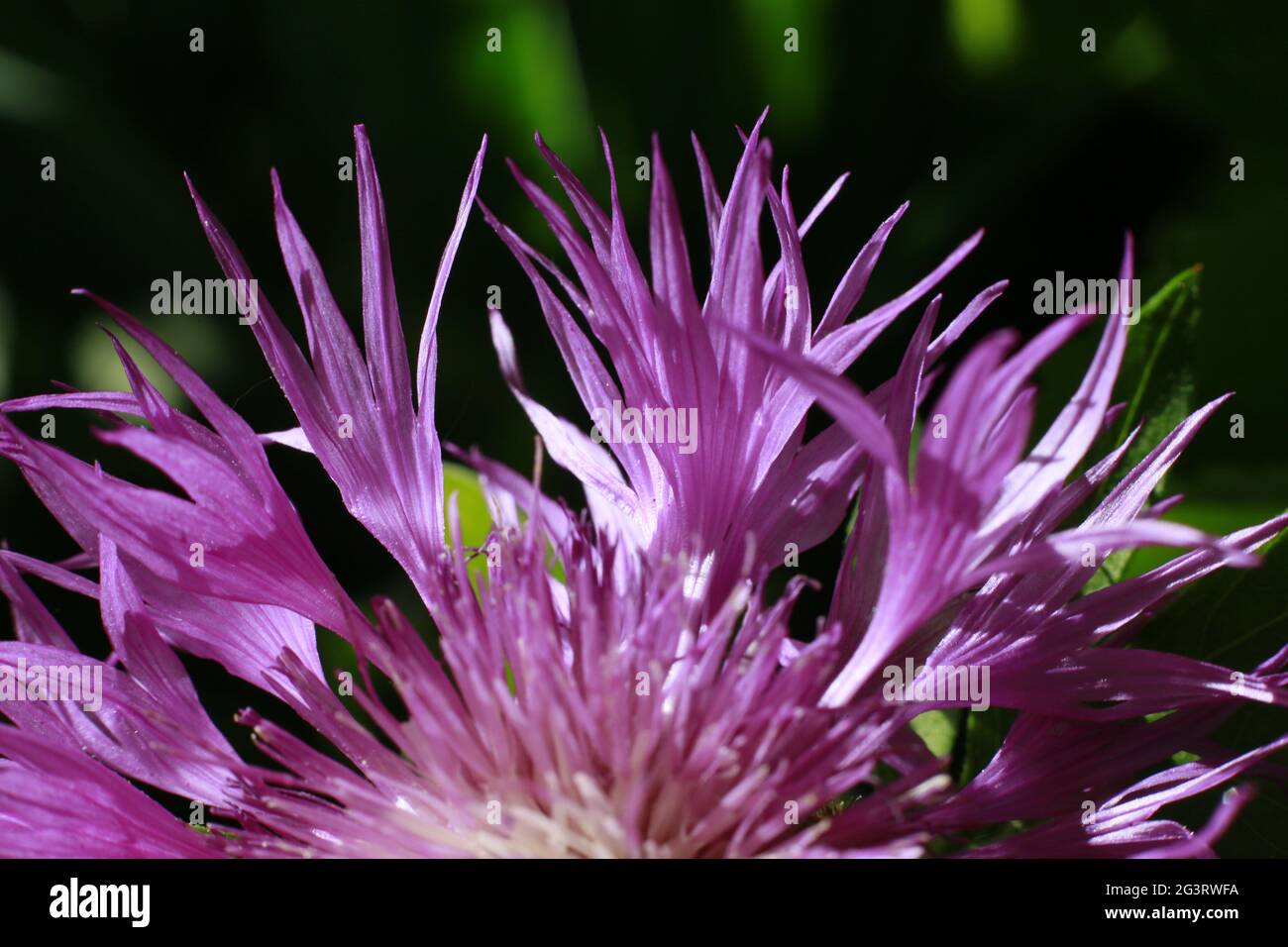 Persian cornflower or whitewash cornflower (Centaurea dealbata