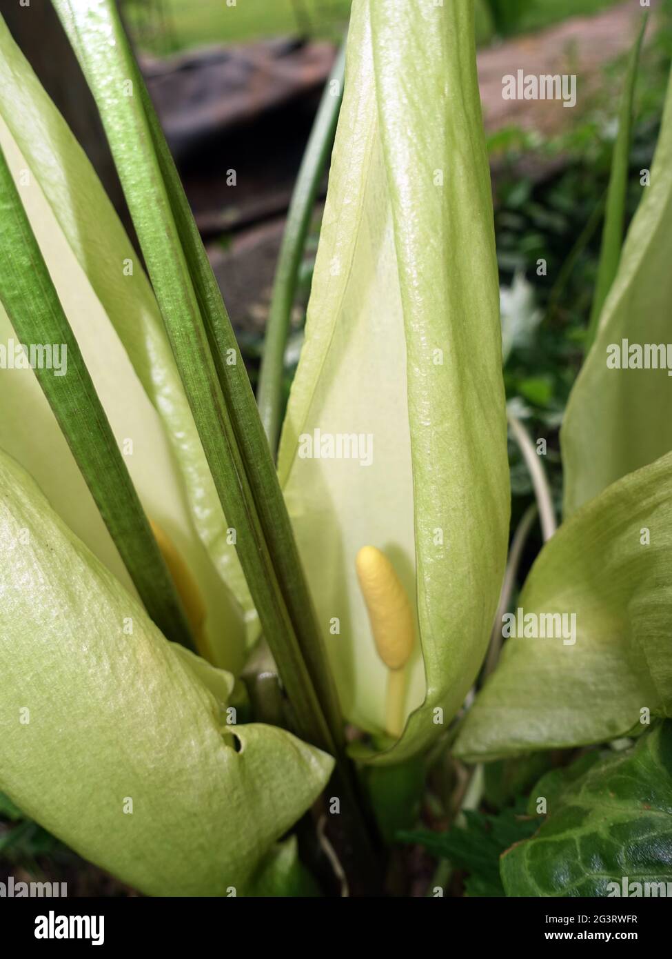 Italian arum or Italian lords-and-ladies (Arum italicum) - Flowering plant Stock Photo