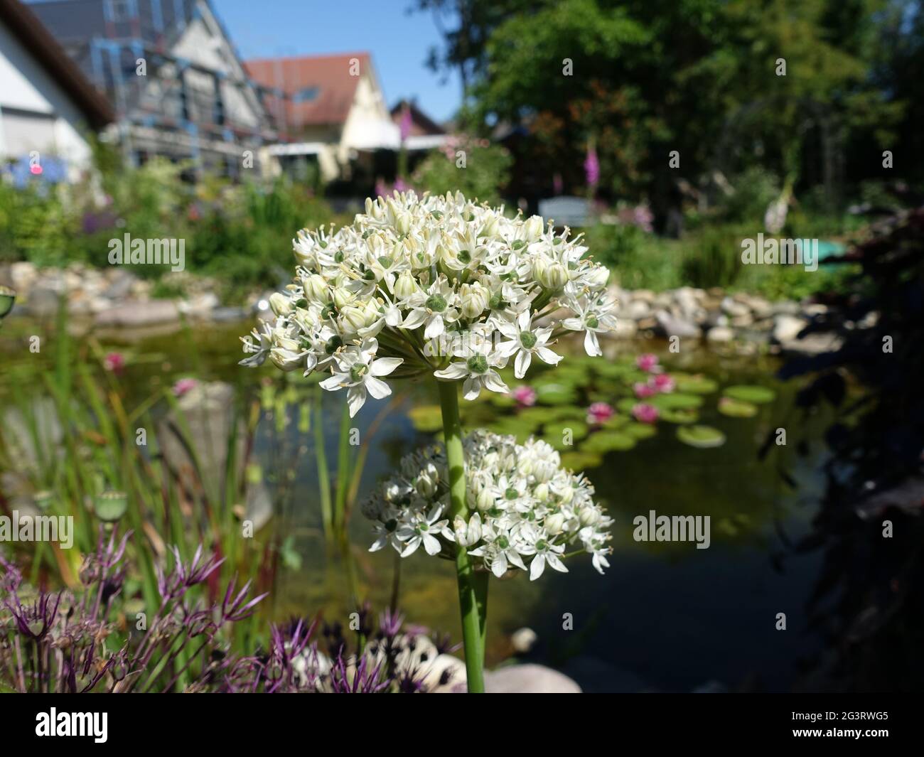 Black garlic, broad-leaved leek, or broadleaf garlic (Allium nigrum), flowering plant in the garden Stock Photo