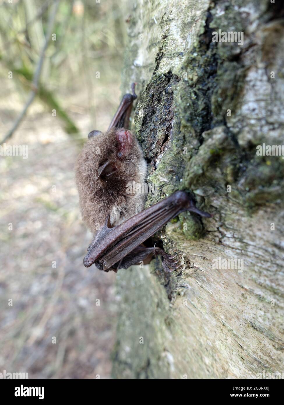 Daubenton's bat (Myotis daubentonii) , clasped to the trunk of a birch tree Stock Photo