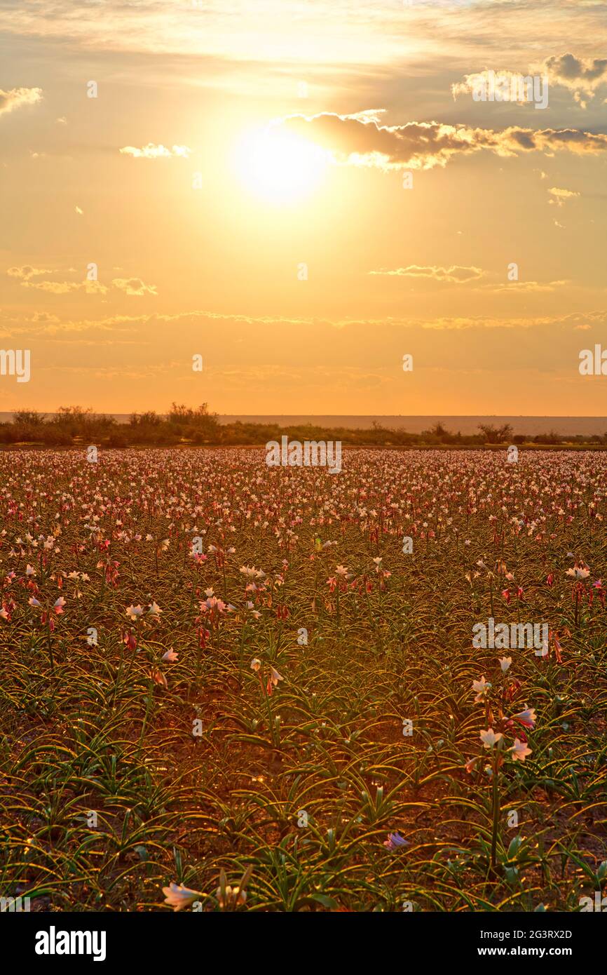 Farm Sandhof near Maltahöhe Lilies (Crinum paludosum, amaryllis family