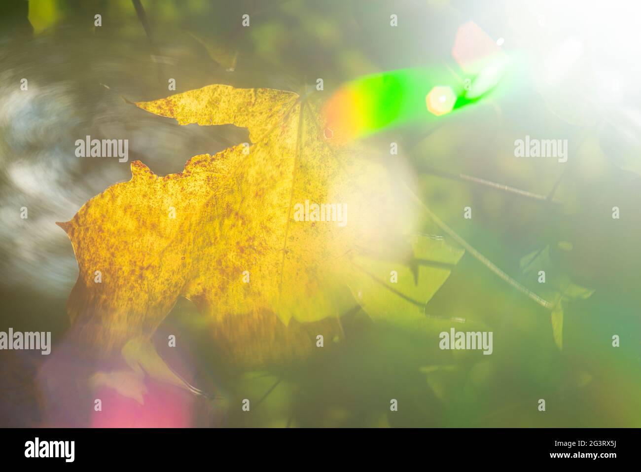 Yellow maple leaf backlit with flare and bokeh. Stock Photo