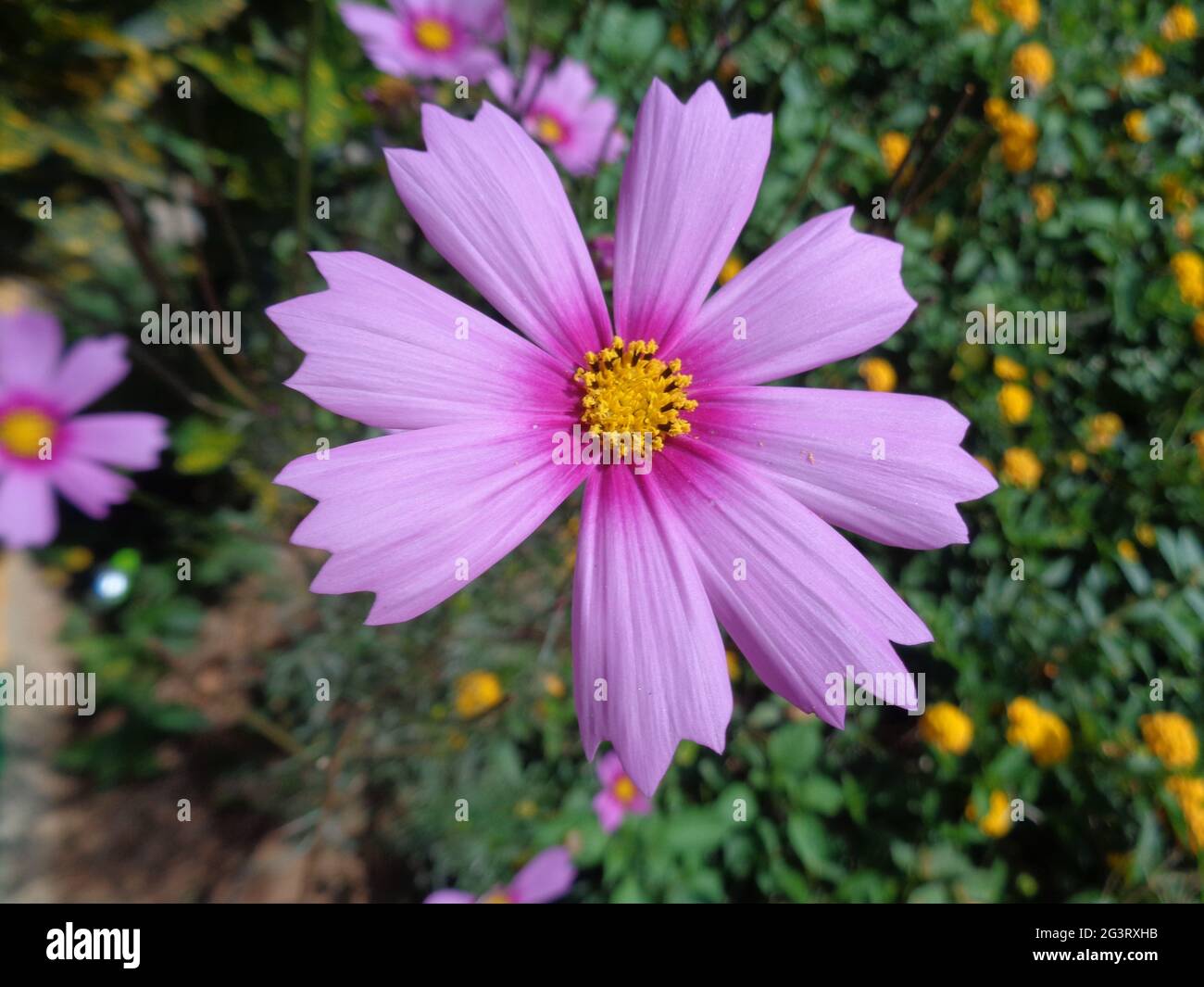 India national flower hi-res stock photography and images - Alamy