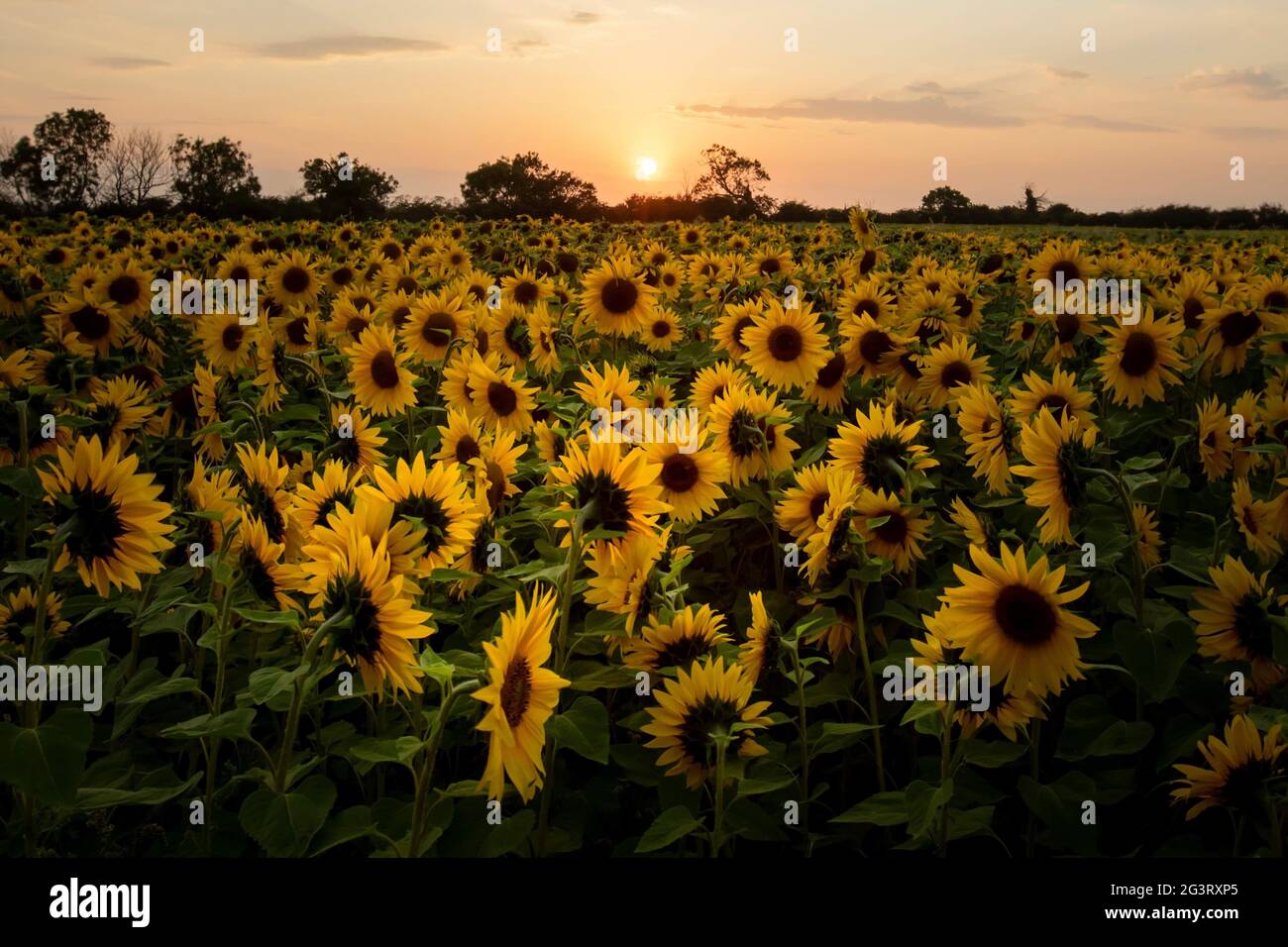 Sunflowers flourish at dusk in Northamptonshire England Stock Photo Alamy