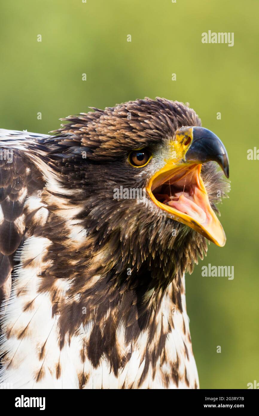 American bald eagle (Haliaeetus leucocephalus), female with juvenile plumage, three years old