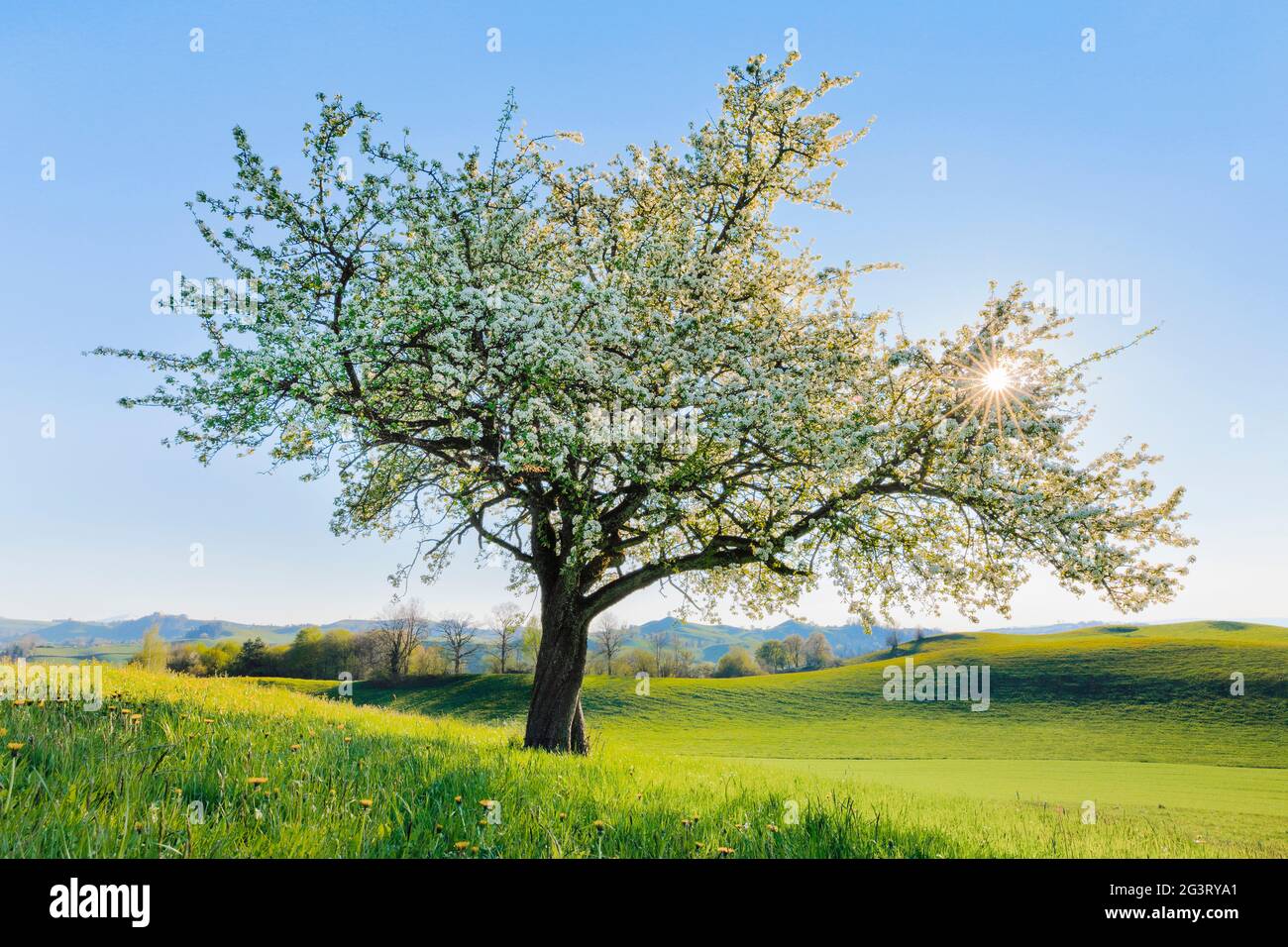 Common pear (Pyrus communis), blooming pear tree in flower meadow in spring in backlight, Switzerland, Zuercher Oberland Stock Photo
