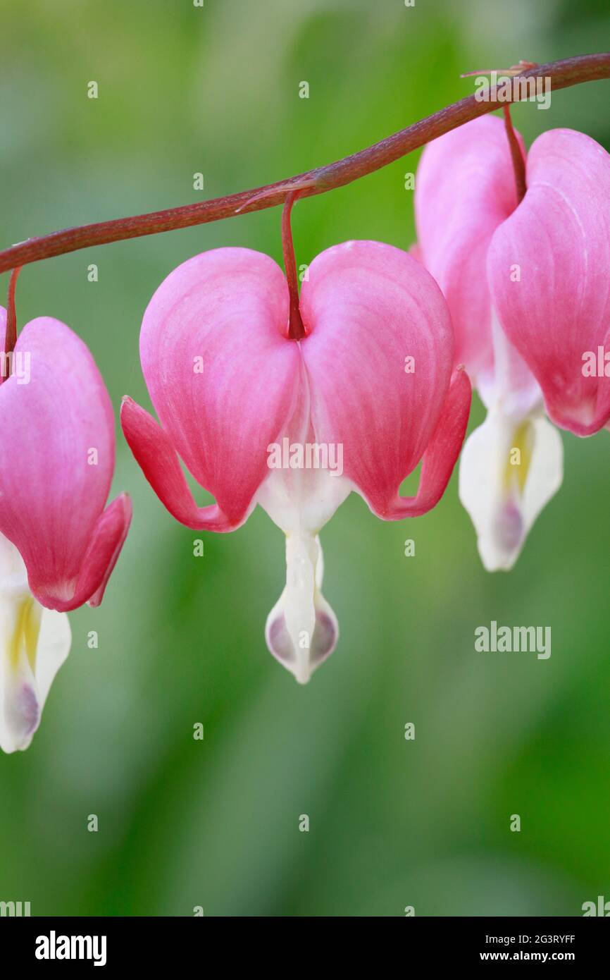 Common bleeding heart (Dicentra spectabilis, Lamprocapnos spectabilis