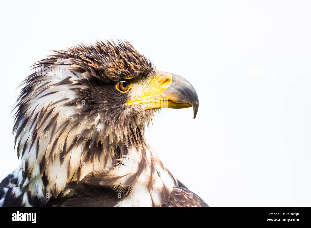 American bald eagle (Haliaeetus leucocephalus), female with juvenile