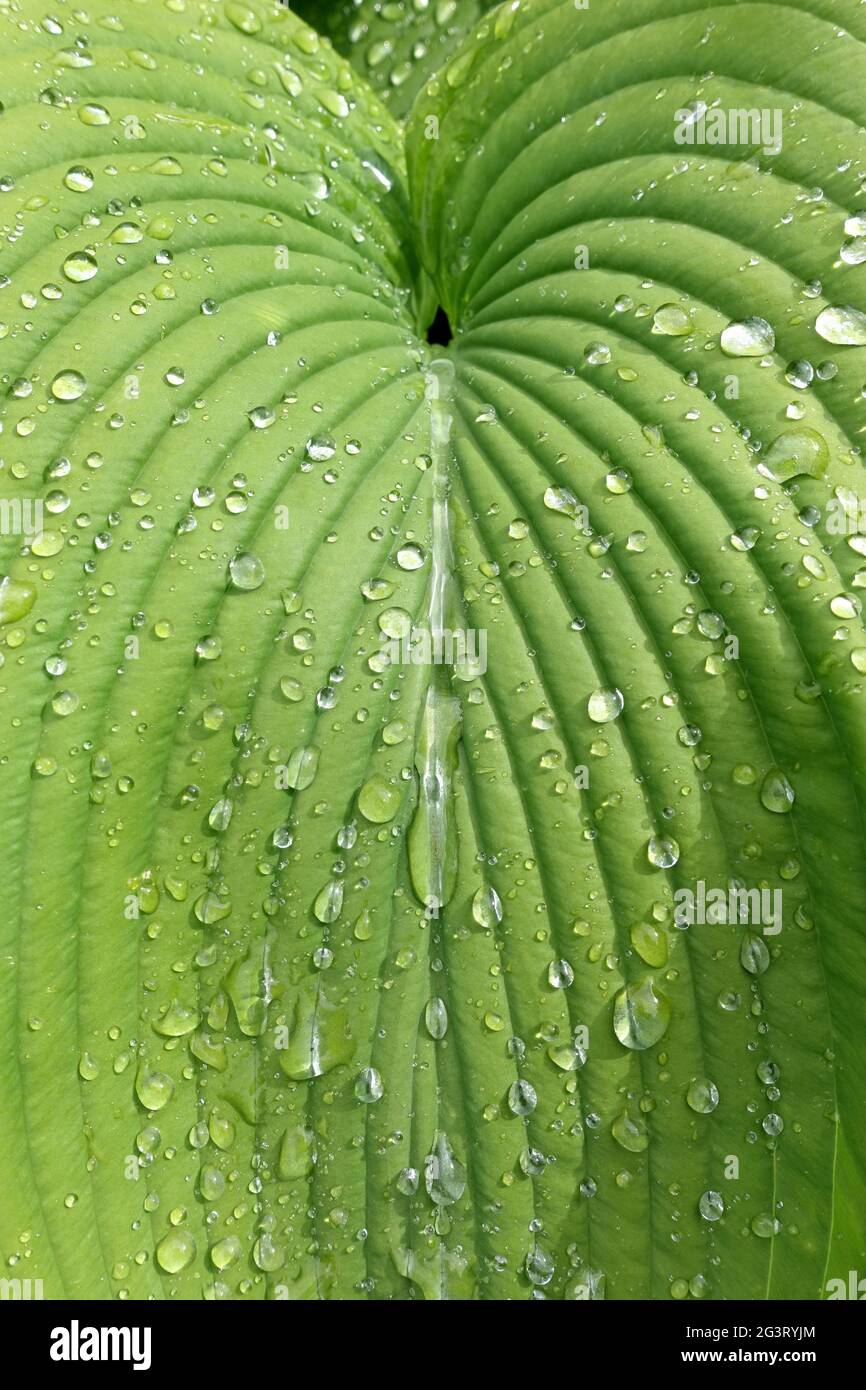 Plantain lily (Hosta fortunei), raindrops dripping off a decorative leaf Stock Photo