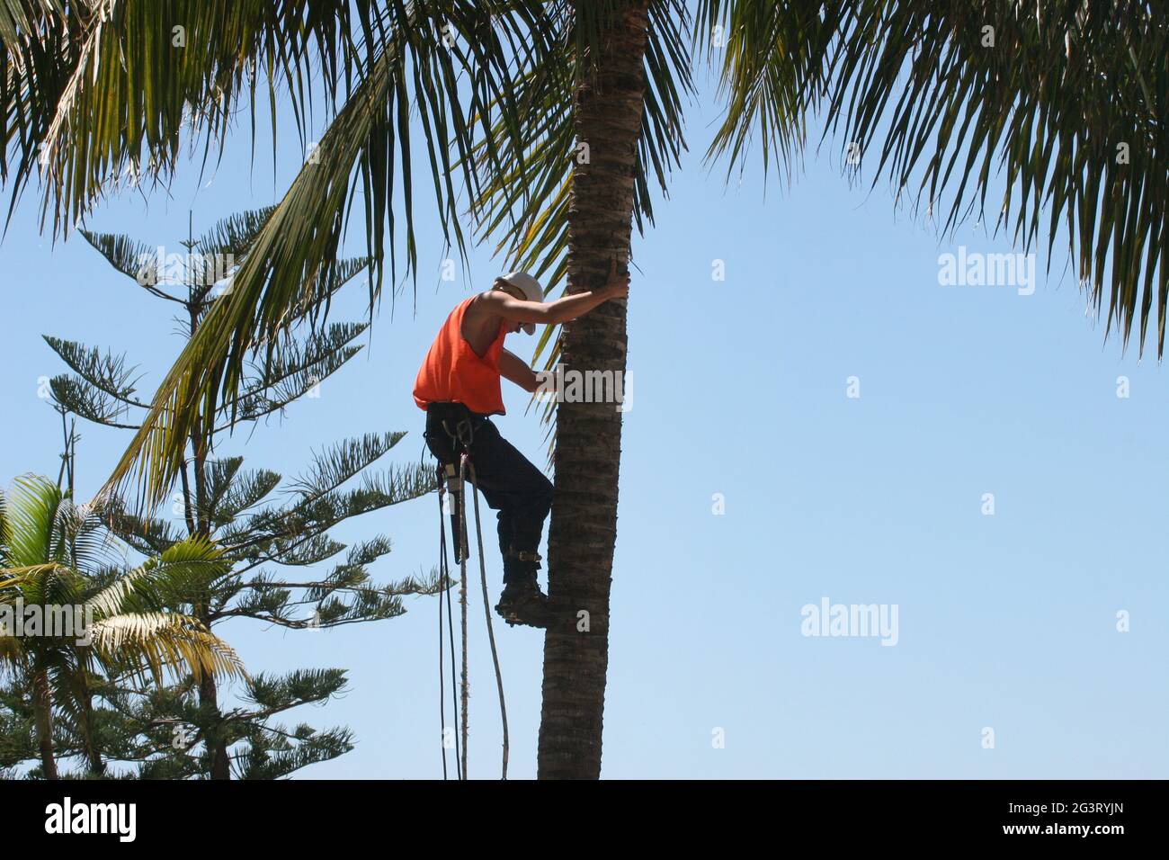 coconut palm (Cocos nucifera), worker climbing a coconut tree with safety equipment, Australia, Queensland Stock Photo