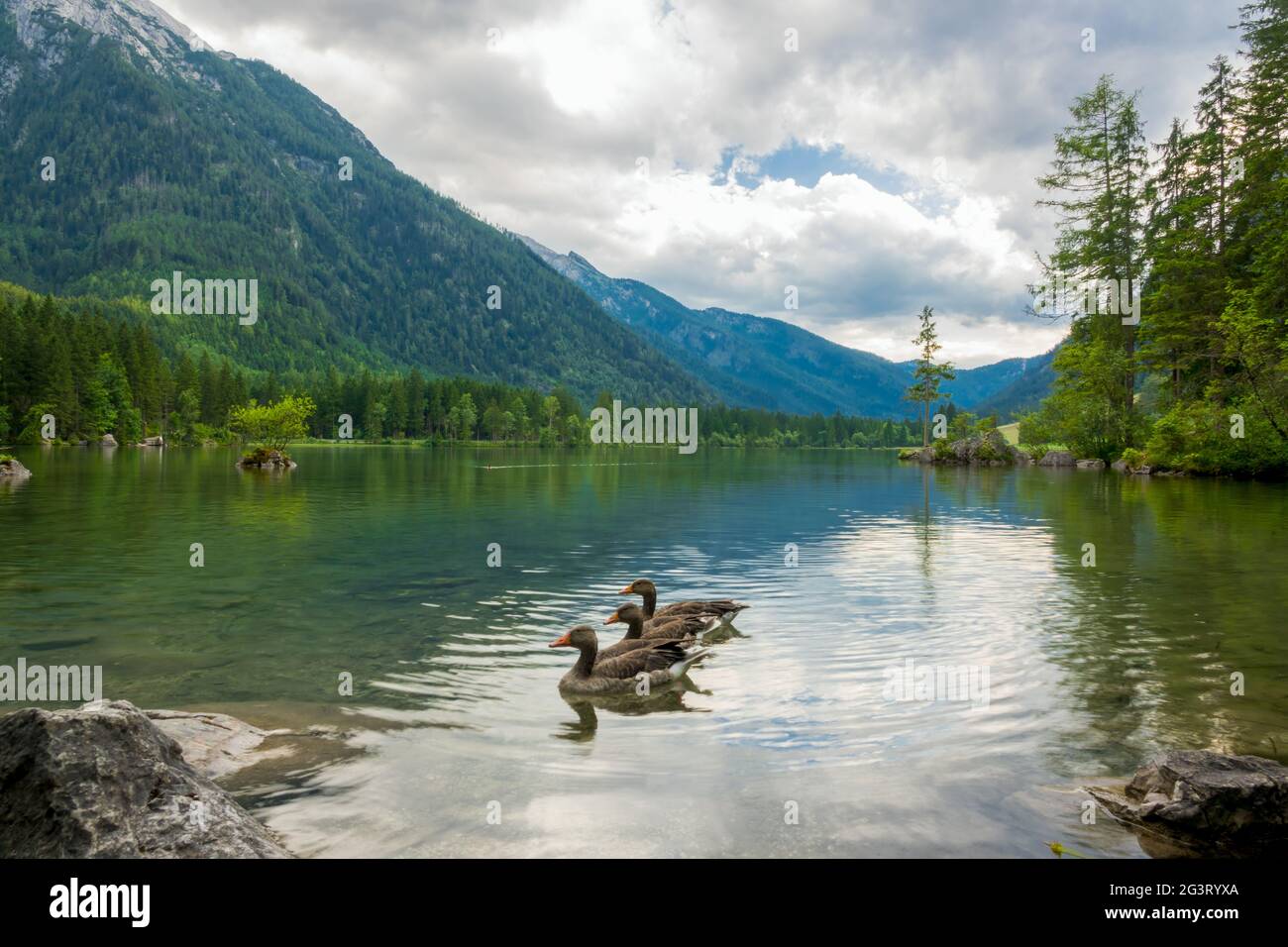 Three Ducks on a Forest Mountain Lake Stock Photo
