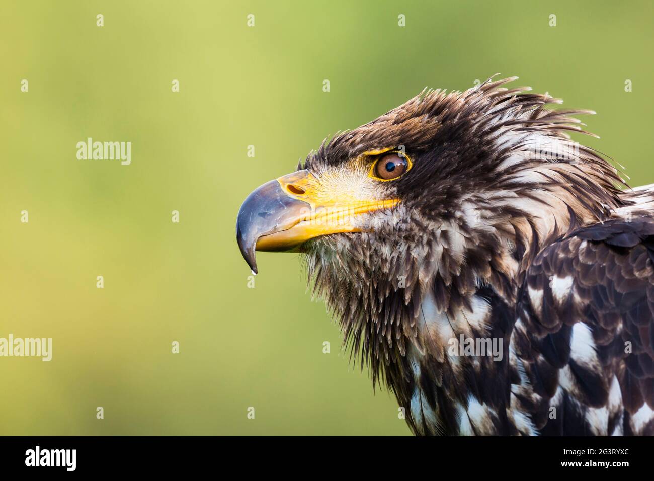 American bald eagle (Haliaeetus leucocephalus), female with juvenile