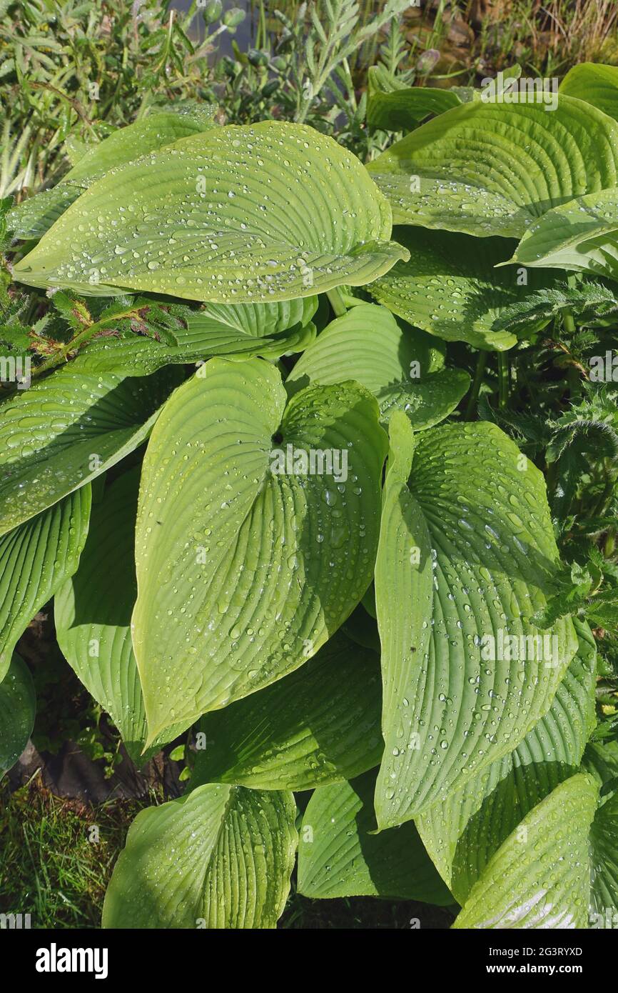 Plantain lily (Hosta fortunei), raindrops dripping off the decorative leaves Stock Photo
