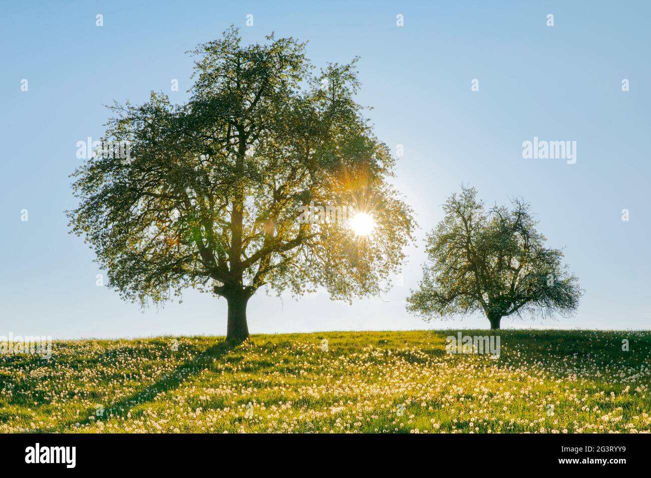 Common pear (Pyrus communis), two blooming pear trees in flower meadow in spring in backlight, Switzerland, Zuercher Oberland Stock Photo