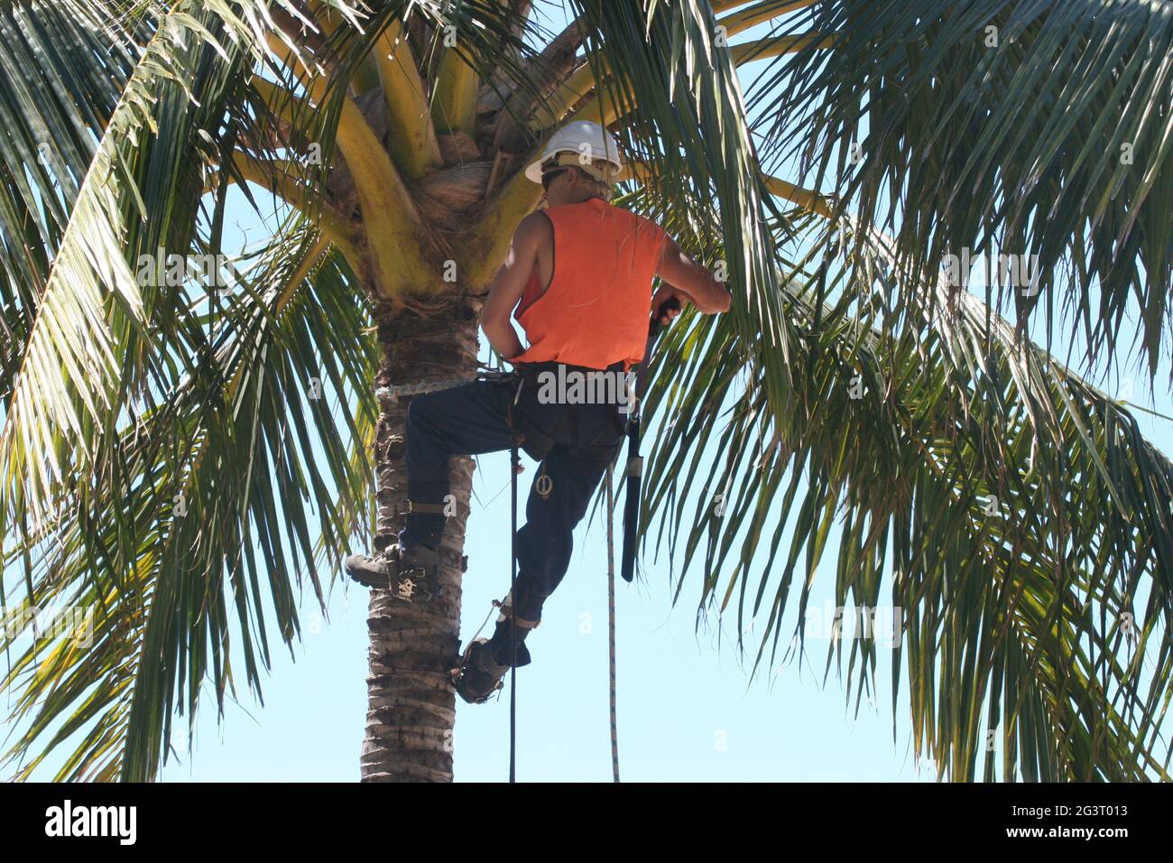 coconut palm (Cocos nucifera), worker climbing a coconut tree with safety equipment, Australia, Queensland Stock Photo