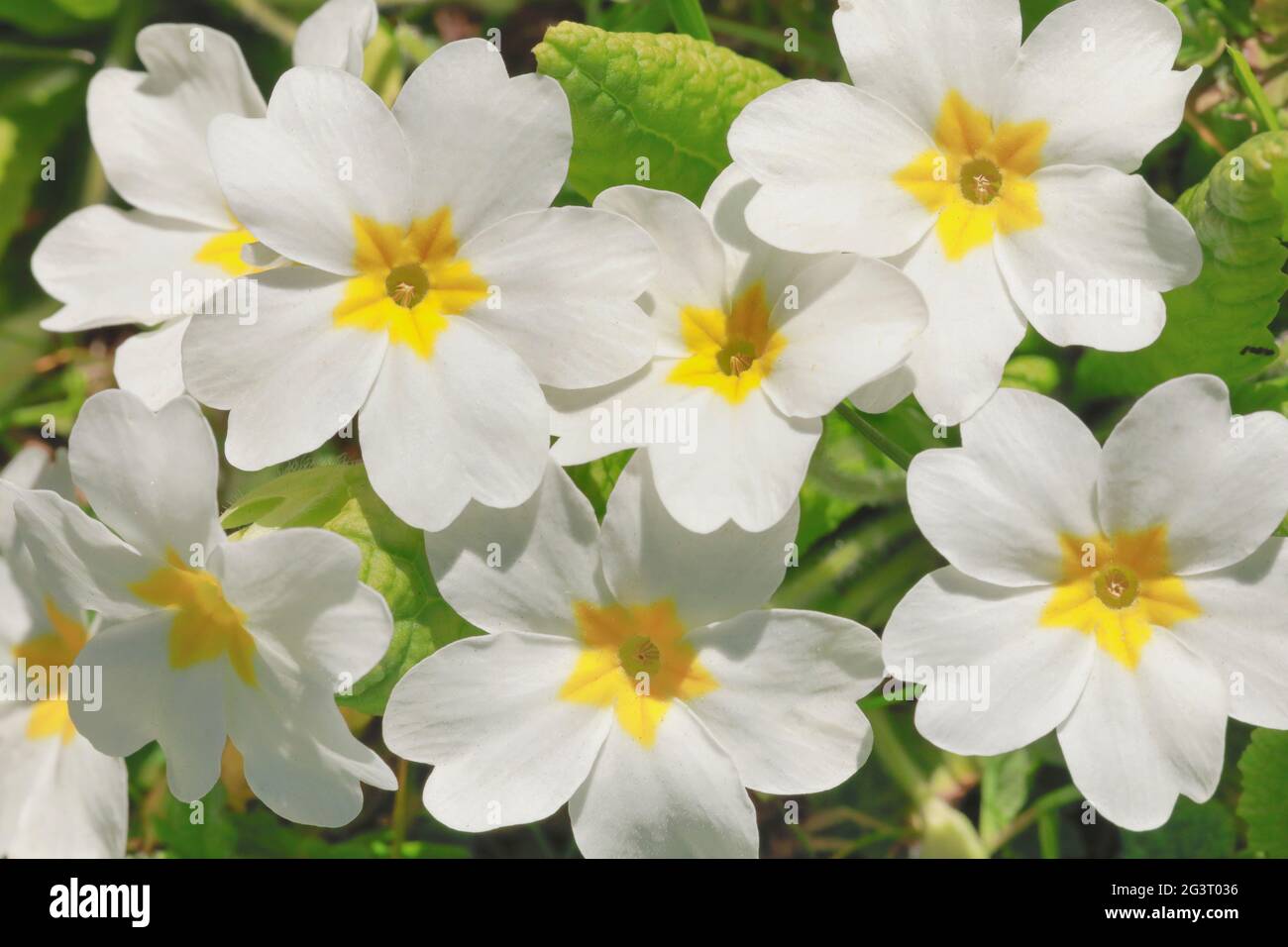 true English primrose (Primula acaulis, Primula vulgaris), flowers of a white blooming variety Stock Photo