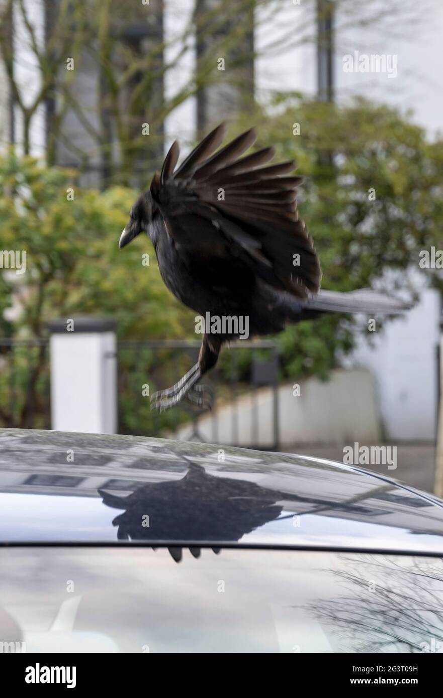 Carrion crow (Corvus corone, Corvus corone corone), landing on car, Germany, Hamburg Stock Photo