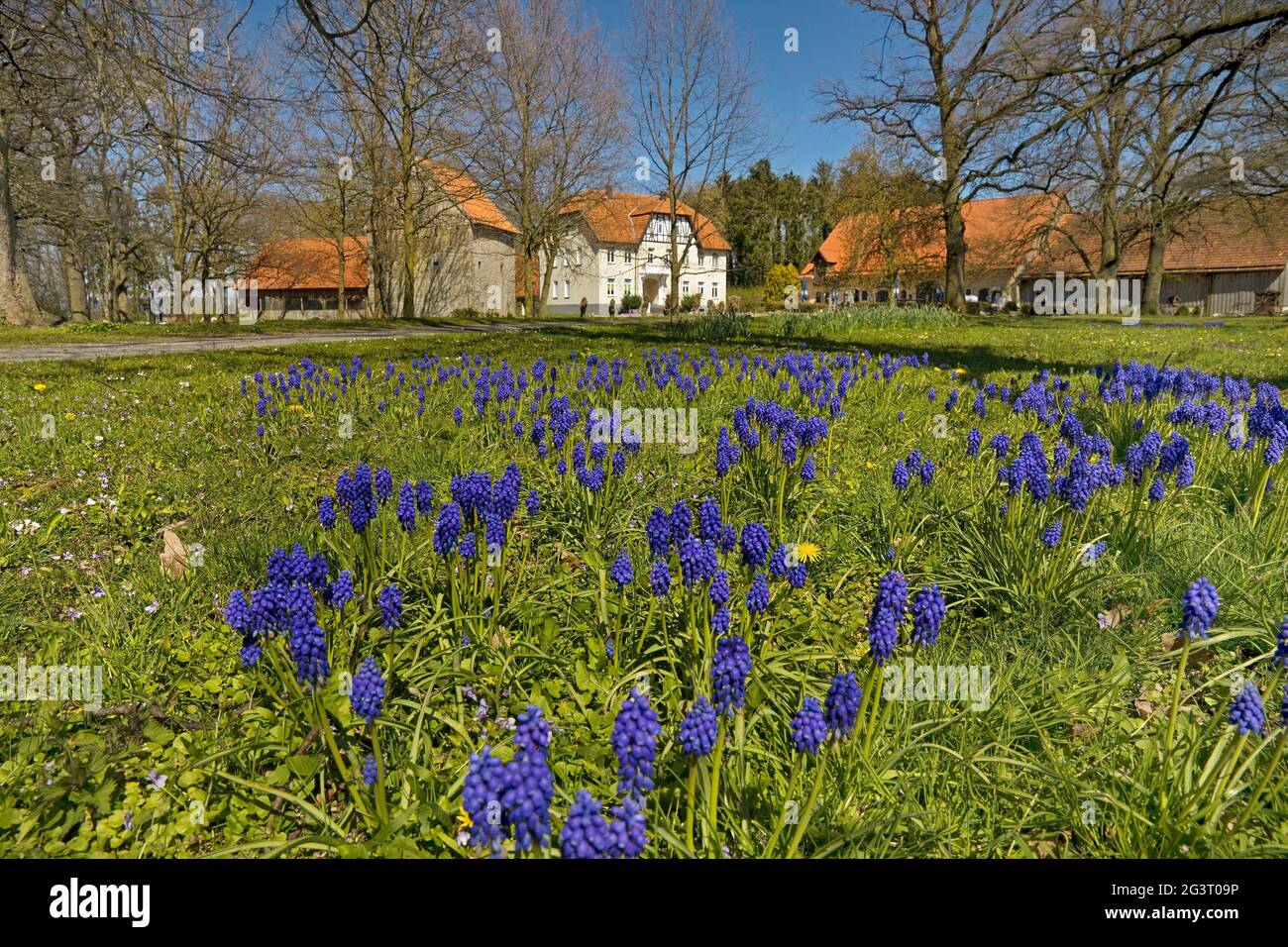 grape hyachinth (Muscari spec.), grape hyacinths at Gut Redingerhof in spring , Germany, North Rhine-Westphalia, East Westphalia, Bad Lippspringe Stock Photo