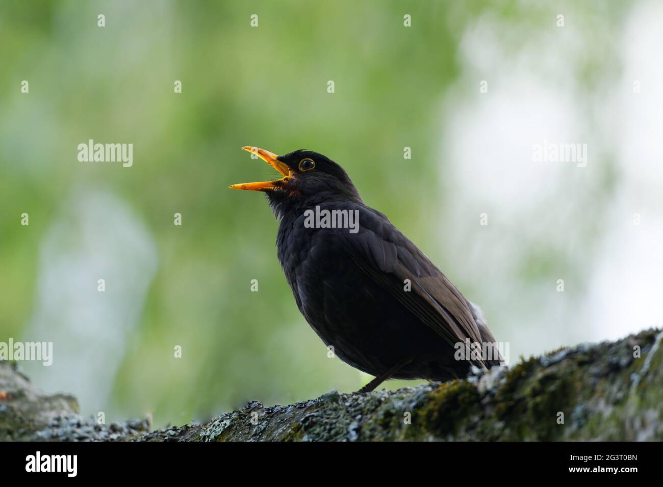 blackbird in profile with beak wide open singing against blurry green background Stock Photo