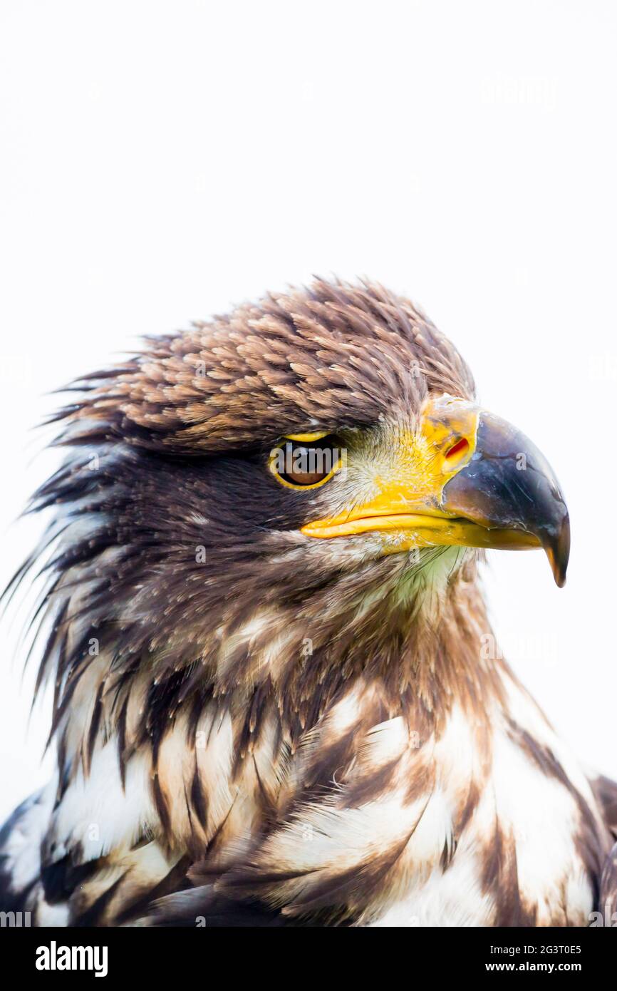 American bald eagle (Haliaeetus leucocephalus), female with juvenile