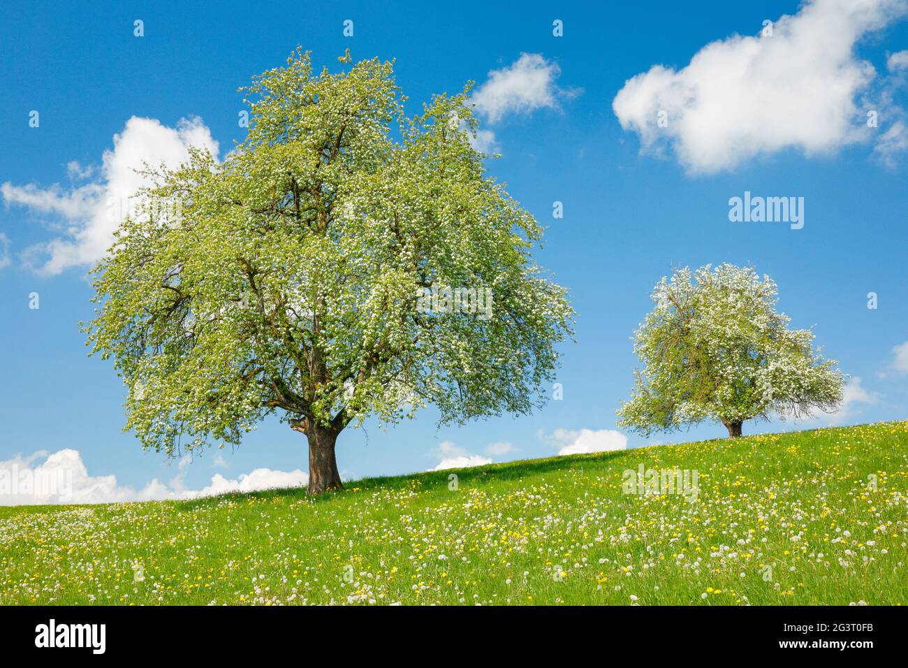Common pear (Pyrus communis), two blooming pear trees in a flower medow in spring on Hirzel, Switzerland Stock Photo