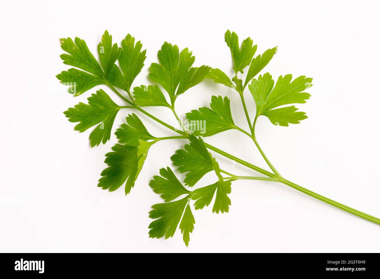 Curled parsley, Parsley (Petroselinum crispum), parsley leaf, cutout