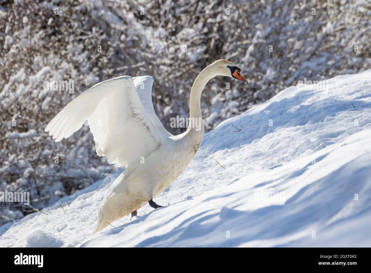 mute swan (Cygnus olor), walking up a slop in a snow covered meadow, Switzerland, Sankt Gallen Stock Photo